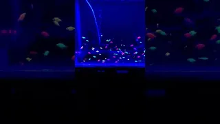 glow fish.with blue light
