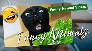 Funny Animal Videos 2023 😂   Funniest Cats And Dogs Videos 😺😍 #33