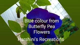 Blue Colour Extraction from Butterfly Pea Flowers by Harshini