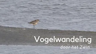 Vogels kijken in het Zwin #1084