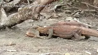 Komodo Dragon swallow the deer.. #reptiles #wildlife