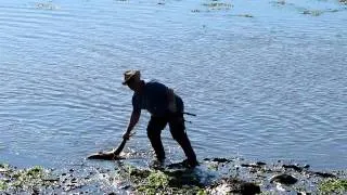 Salmon poaching washington