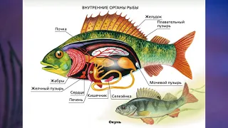 §7 "Органы и системы органов животных", Биология 6 класс, Сивоглазов.