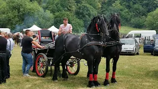 Armasarii lui Fiorin cai frizi de la Vicovul de Sus