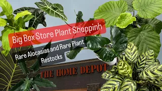 Big Box Store Plant Shopping Rare Alocasias at Home Depot Plant Restock House Plants