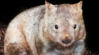 Bum biting: wombat sex lives revealed