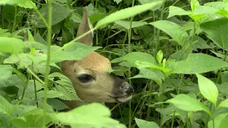 Baby deer bedding down while mother watches