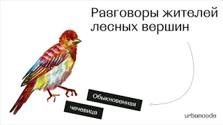 Обыкновенная чечевица