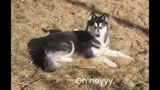 Husky ignores owner