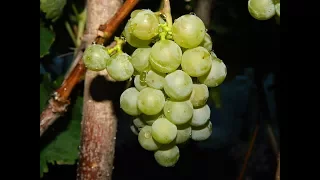 Виноград Дублянский. Сезон 2016 (Grapes Dublyanskiy. Season 2016)