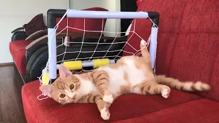 The goalkeeper cat and his best saves !!