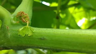 CÓMO ES EL DAÑO CAUSADO POR ACAROS EN LA UVA, VID