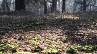 Лес. Сосновый лес. Лесной пейзаж. Forest. Pine forest. Forest Landscape