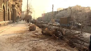 В Новосибирске опять спиливают деревья // "Новости 49" 06.12.22