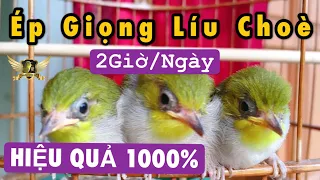 Ép Giọng - Luyện Giọng Khuyên LÍU CHOÈ 2 Giờ Mỗi Ngày Hiệu Quả 1000% Cho Vành Khuyên Non | KTB