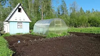 Огуречник - Коля,как посадить и вырастить хороший урожай.Кушаем салат с редиской.Комары.