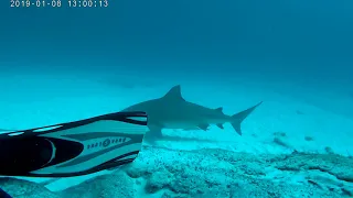 Bull SHARK Diving