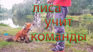 Дрессировка лис)) Учим с Мики первые команды.