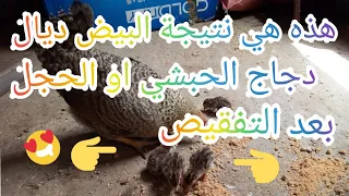 تربية الدجاج البلدي هادي هي النتيجة ديال البيض ديال الدجاج الحبشي لي حطينة للدجاجة البلدية