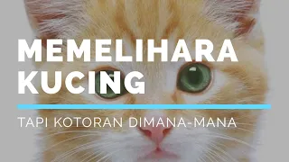 Hukum Memelihara Kucing, tapi Kotorannya di Sembarang Tempat dan Mengganggu Tetangga