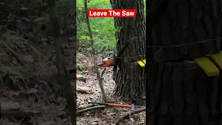 Lumberjack #logging #cuttingtrees #lumberjack #shorts