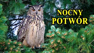 PUCHACZ - "Potwór Zabójca" - Największa Sowa Świata