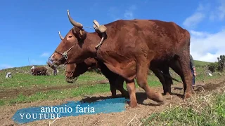 Recordar como se Trabalhava a Terra Antigamente «1ª Video São Tomé Ilha São Jorge