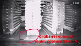 Mud Crab Escaping from the Vertical Farm, all Caught on tape!