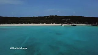 Charlie Bahama Swimming Pigs on Pig Beach