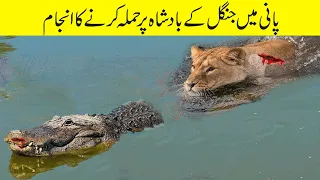 شیر اور مگرمچھ کی پانی کے اندر خطرناک لڑائی | Amazing Fights Lion vs Crocodile Near The River