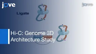 Hi-C: Genome Architecture in 3D