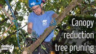 Canopy reduction tree pruning
