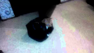 Кот шалун. Приколы с котами 2015. Рыжий кот.
