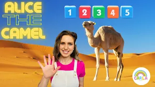 Alice the Camel, Count with me!
