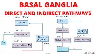 Basal Ganglia | Direct and Indirect Pathways | Neuroanatomy