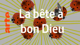 Pourquoi la coccinelle porte-t-elle bonheur ? - Karambolage - ARTE