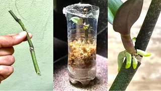 How to Make Small Orchid From Fast Growing Twigs