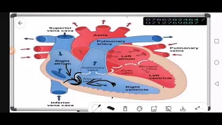 COMBINED SCIENCE REVISION QUESTIONS AND ANSWERS,,,,HOW THE HEART OPERATES !!!!