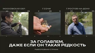 За голавлем, даже если он такая редкость. Рыболовная страна