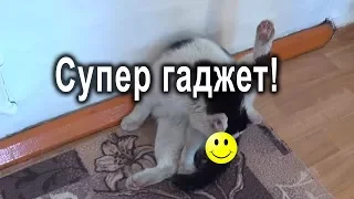 Обзор кота. С 1 апреля!