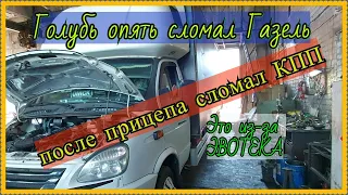 После прицепа РАЗВАЛИЛАСЬ КПП на Газели? Голубь неудачник на ЭВОТЕКЕ.