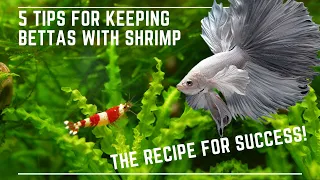 5 Tips to Keep Bettas with Shrimp Successfully