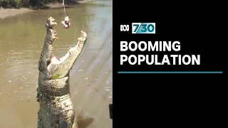 Crocodile numbers exploding in the Northern Territory | 7.30