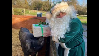 Have a chuckle with Father Christmas – Large Black pig