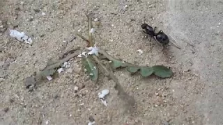 Лёт муравьёв Messor Structor в Одессе