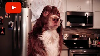 Dog Makes Spaghetti: Chef Dog Ryder