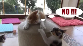 Kitten Doesn't Let Any Other Siblings Climb The Top !! (One against Four)