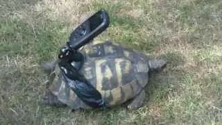 Tortoise-Cam