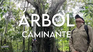 Este ÁRBOL CAMINA descubrimiento en la selva I CaminanTr3s, el tercero eres tú