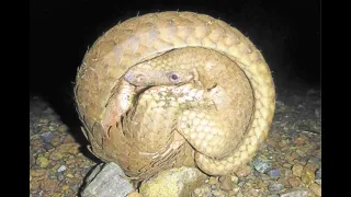 Despite rescue, survival slim for ‘stressed’ pangolins